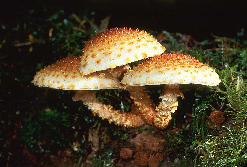 Pholiota squarrosoides